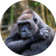 gorilla
