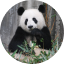 panda